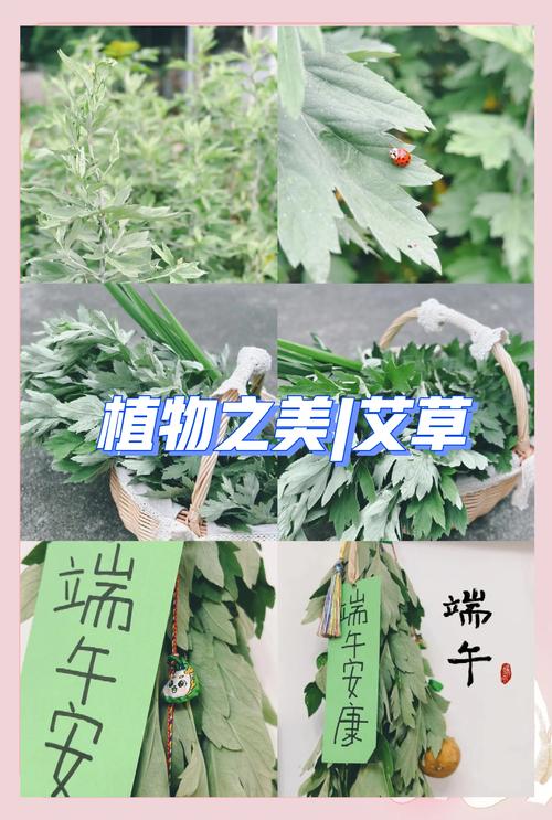 2025澳门开奖结果记录查询和年轻人爱上端午挂艾与端午挂艾叶的原因