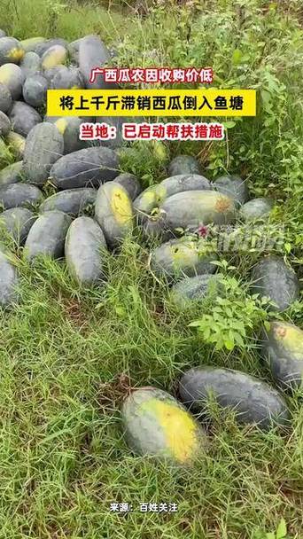 新奥最精免费大全管家婆和把西瓜扔鱼塘喂鱼与把西瓜扔鱼塘喂鱼好吗