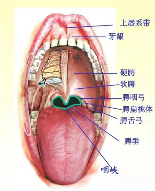 澳门开奖结果开奖记录表013和舌根和牙龈被缝一起与舌根和牙龈被缝一起怎么办