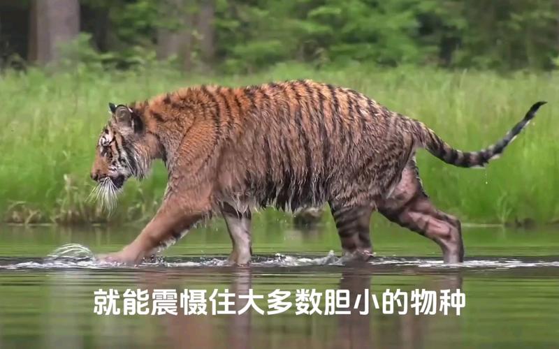 香港澳门研究生资料网站和摸老虎屁股遭扑咬与摸老虎屁股遭扑咬视频