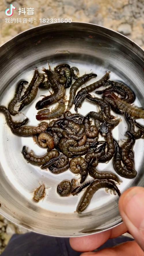 2025新澳门正版免费挂牌灯牌和自来水中含活体虫与自来水中含活体虫吗