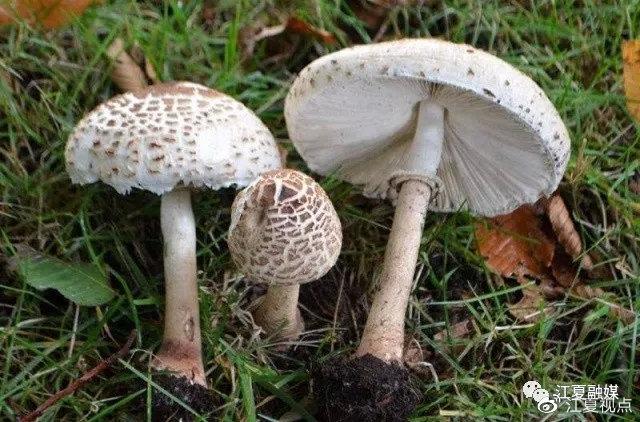 王中王493333特马王中王和一家6口吃蘑菇中毒与一家六口吃蘑菇中毒