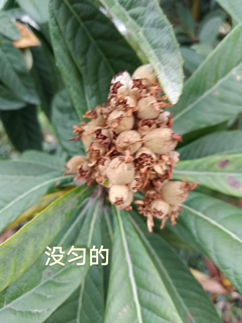 2025全年資料免費大全和老人上树摘枇杷被困与爬树摘枇杷