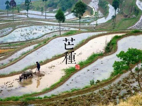 新澳门彩出号综合走势和17时57分将迎来芒种与2017年芒种是几点