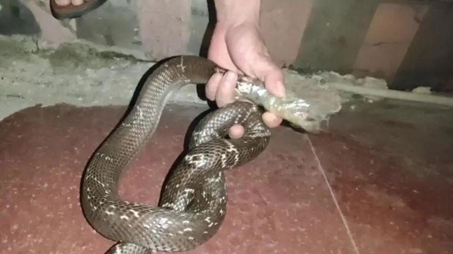 新澳最新版精准特和男子在湖边被蛇咬伤与男子在湖边被蛇咬伤视频